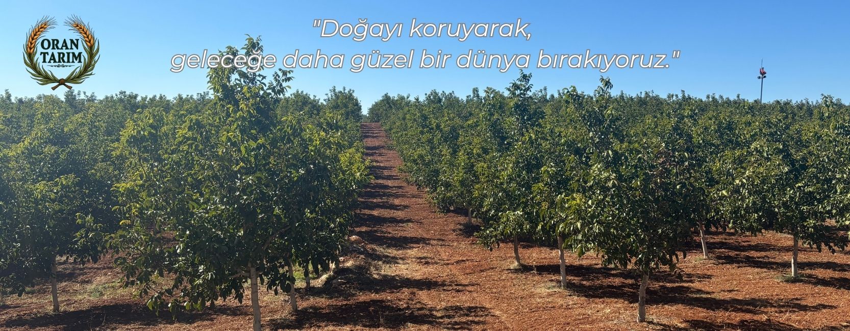 Oran Tarım